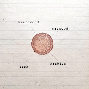 Anatomía de un árbol, estructura de un sello de madera, anillos de árboles, arte educativo montessori, estructura de madera, madre que educa en casa, partes de un tronco de árbol
