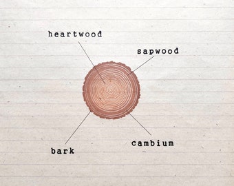 Anatomy of a tree, structure of timber stamp, tree rings, montessori educational art,  wood structure, homeschool mum, parts of a tree trunk