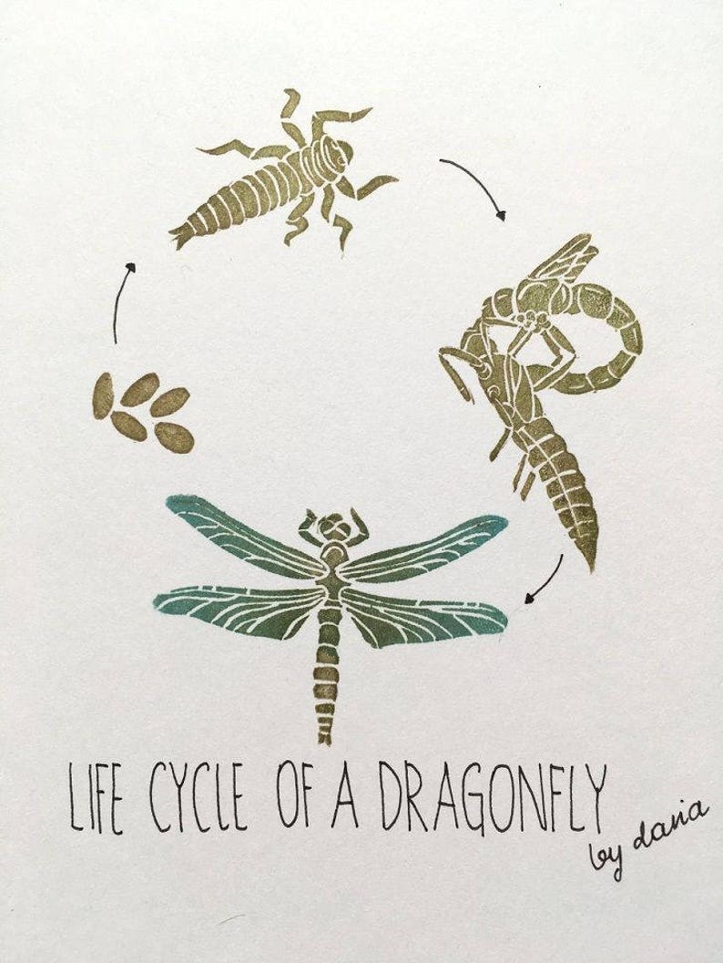 Life Cycle of a Dragonfly Stamp Set, Montessori Supplies, Biology ...