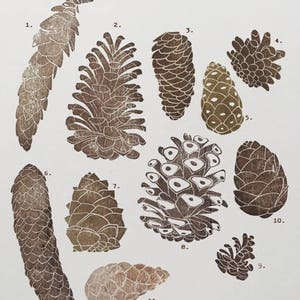 Timbri intagliati a mano con pigne, identificazione delle pigne, educazione alla natura montessori, timbro intagliato a mano con pigne, arte dei tesori della foresta