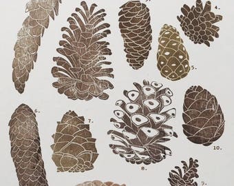Pine cones hand carved stamps, cones identification, nature education montessori, pinecone hand carved stamp, forest treasures art