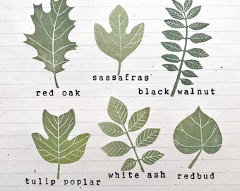 Common trees stamp set, hand carved botanical stamp set, montessori supplies, leaves identification chart, trees specimens, tree leaf stamp