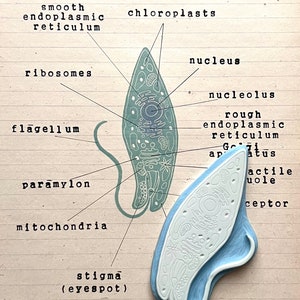 Diagramme de structure d’Euglena, organisme unicellulaire, timbre d’euglena, fournitures de cours de biologie, anatomie cellulaire protiste, matériaux montessori