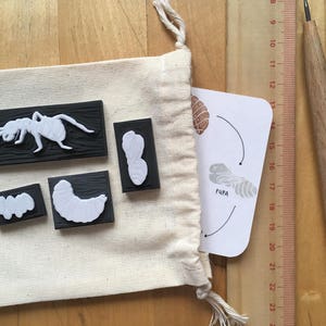 Conjunto de carimbo de ciclo de vida de formiga esculpido à mão, arte inspirada em montessori, fornecimento de sala de aula de ciências, professor de biologia git, carimbo de formiga, presente para amante de insetos