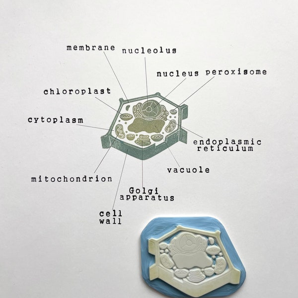 Plant anatomy art, structure of a plant cell rubber stamp, montessori inspired activity, gift for biology lover, microbiology lesson,