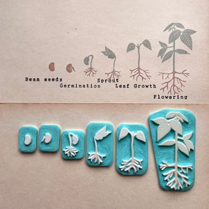 The life cycle of a bean plant rubber stamps set, educational art, teaching resources, bean plant growth, biology classroom supply