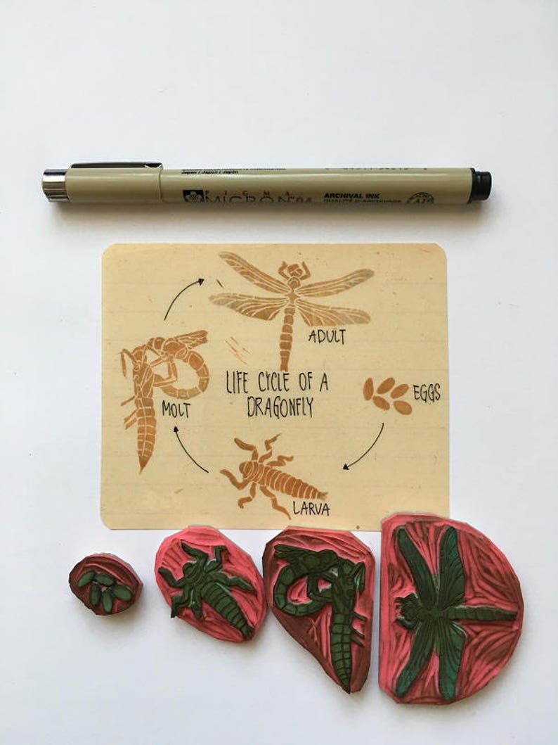 Life Cycle of a Dragonfly Stamp Set, Montessori Supplies, Biology ...