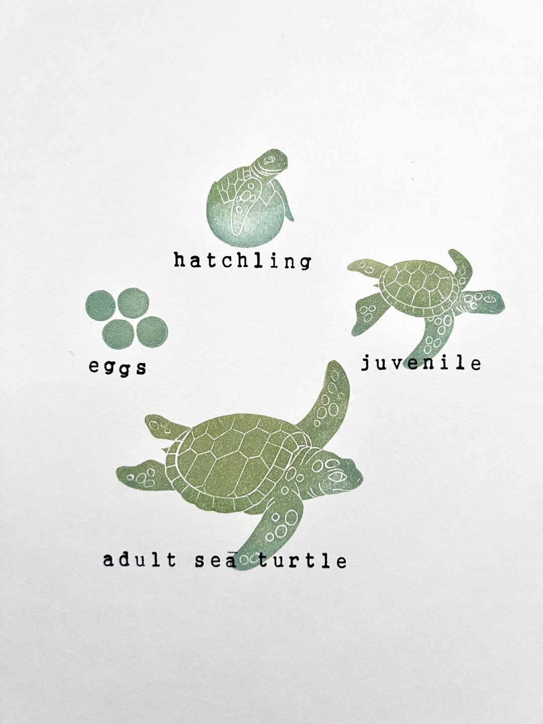 Life Cycle of a Sea Turtle, Nature Art, Montessori Toys, Science ...