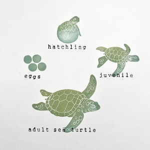 Life cycle of a Sea Turtle, nature art, montessori toys, science teacher gift, kids craft, sea turtle gift, ocean life rubber stamp