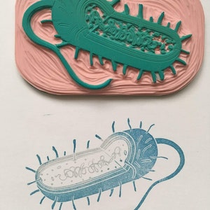 Timbre d'anatomie de cellule bactérienne, structure d'une cellule procaryote, matériaux Montessori, cadeau scientifique, parties de cellule bactérienne, fournitures scolaires à la maison