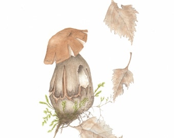 ORIGINAL Watercolour Mushroom Painting, Realistic Botanical Watercolor Painting, Nature Art, Miniworld