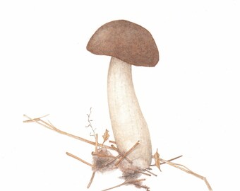 ORIGINAL Watercolour Mushroom Bolete, Realistic Botanical Watercolor Painting, Nature Art, Miniworld