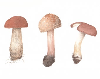 ORIGINAL Aquarelle Champignon Bolete Amanita, Peinture à l’aquarelle botanique réaliste, Art de la nature