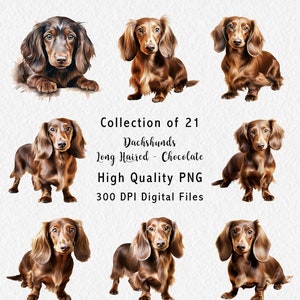 Pode incluir: Coleção de 21 ilustrações digitais de Dachshunds de pelo longo chocolate em várias poses. Arquivos PNG de alta qualidade, 300 DPI.