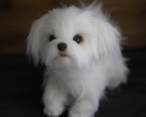 teddy maltese