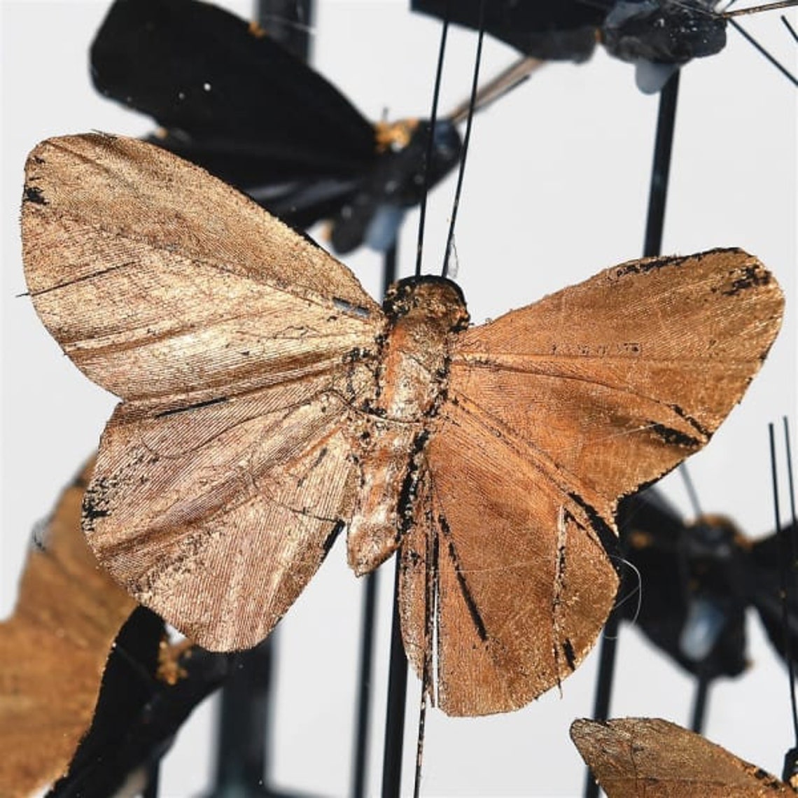 encased butterfly encased butterfly