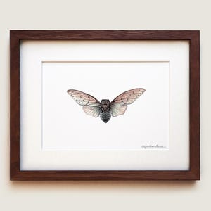 Ghost Cicada (Ayuthia spectacle) Art Print | Framed Art Print