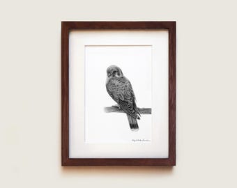 Może przedstawiać: Oprawiony czarno-biały rysunek grafitowy przedstawiający pustułkę siedzącą na gałęzi. Dzieło znajduje się w ciemnobrązowej drewnianej ramie z białym passe-partout. Ptak jest ukazany z profilu, z widocznymi detalami piór i oznaczeniami.