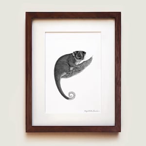 Common Ringtail Possum (Pseudocheirus peregrinus) Art Print | Framed Art Print