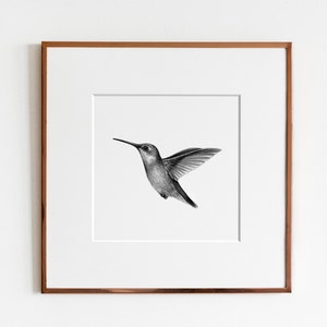 Ruby Throated Hummingbird Art Print Bird Print Ornithology art Scientific Illustration image 1