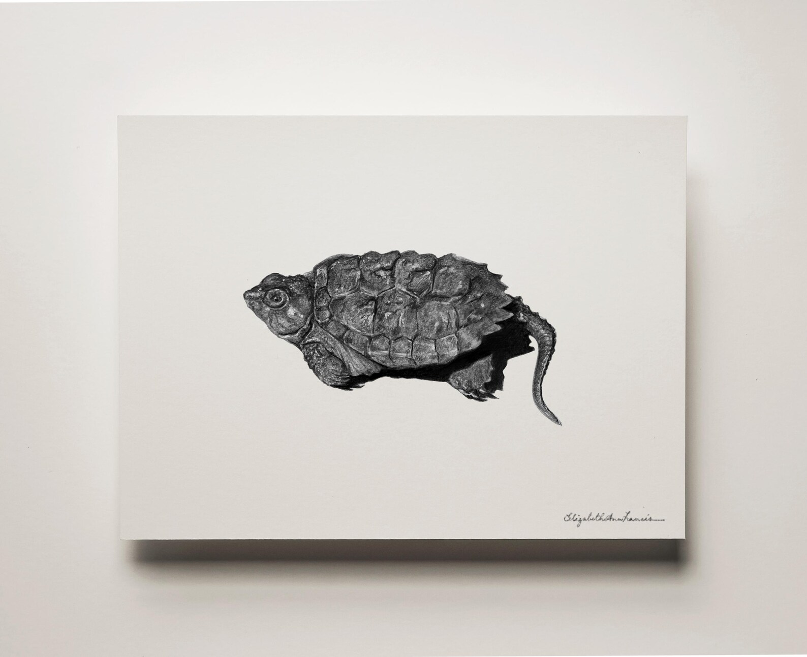 Snapping Turtle Hatchling Art Print: Scientific Illustration, Framed ...