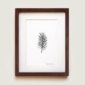 White Spruce (Picea glauca) Art Print | Framed Art Print