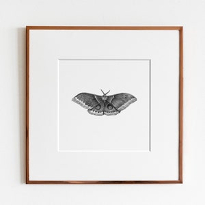 Polyphemus Moth Art Print image 1