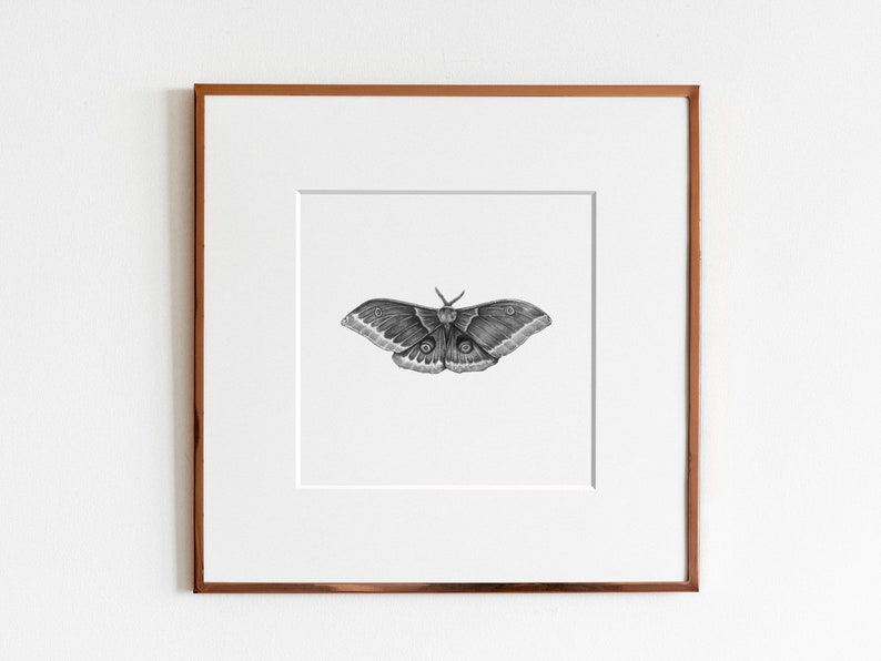 Polyphemus Moth Art Print image 1