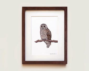 Barred Owl Art Print: Hand-Illustrated, Framed