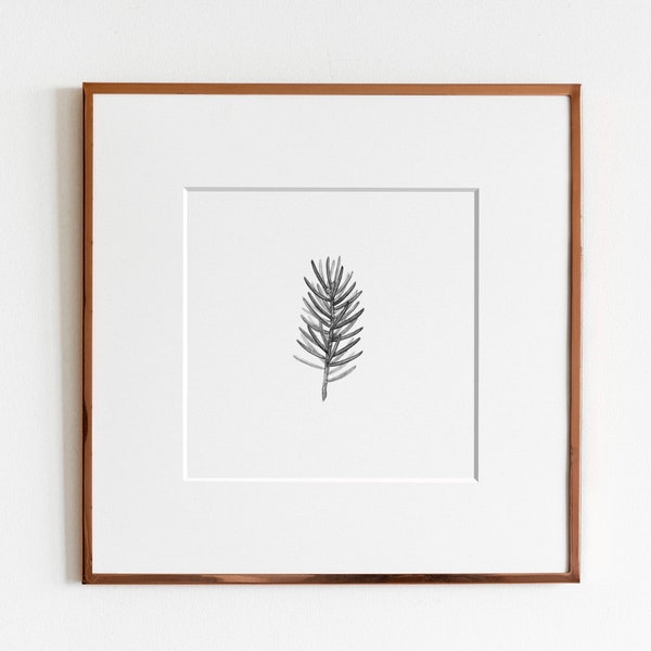 White Spruce (Picea glauca) Art Print