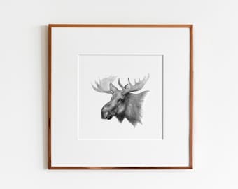 Moose (Alces alces) Art Print
