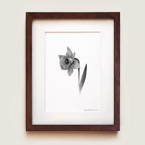 Daffodil Art Print | Framed Art Print