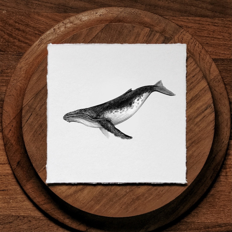 Peut inclure: Une illustration en noir et blanc d'une baleine &agrave; bosse nageant dans l'oc&eacute;an. La baleine est dessin&eacute;e dans un style r&eacute;aliste avec des marques d&eacute;taill&eacute;es.