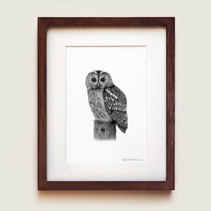 Tawny Owl (Strix aluco) Art Print | Ornithology Art | Scientific illustration | Framed Art Print
