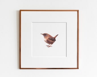 House Wren Art Print