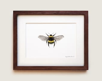 Bumblebee Art Print: Signed Archival Paper, Solid Oak Frame