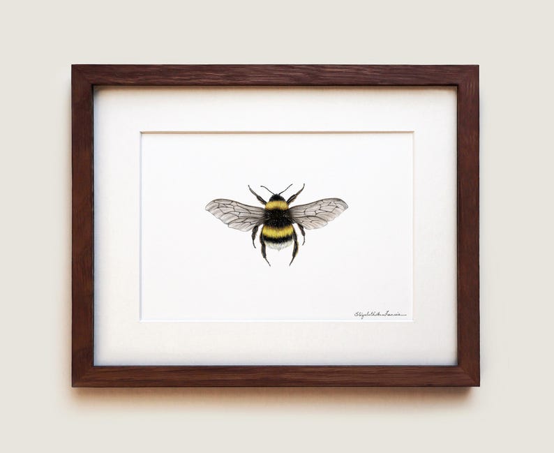 Bumblebee Art Print: Signed Archival Paper, Solid Oak Frame image 1