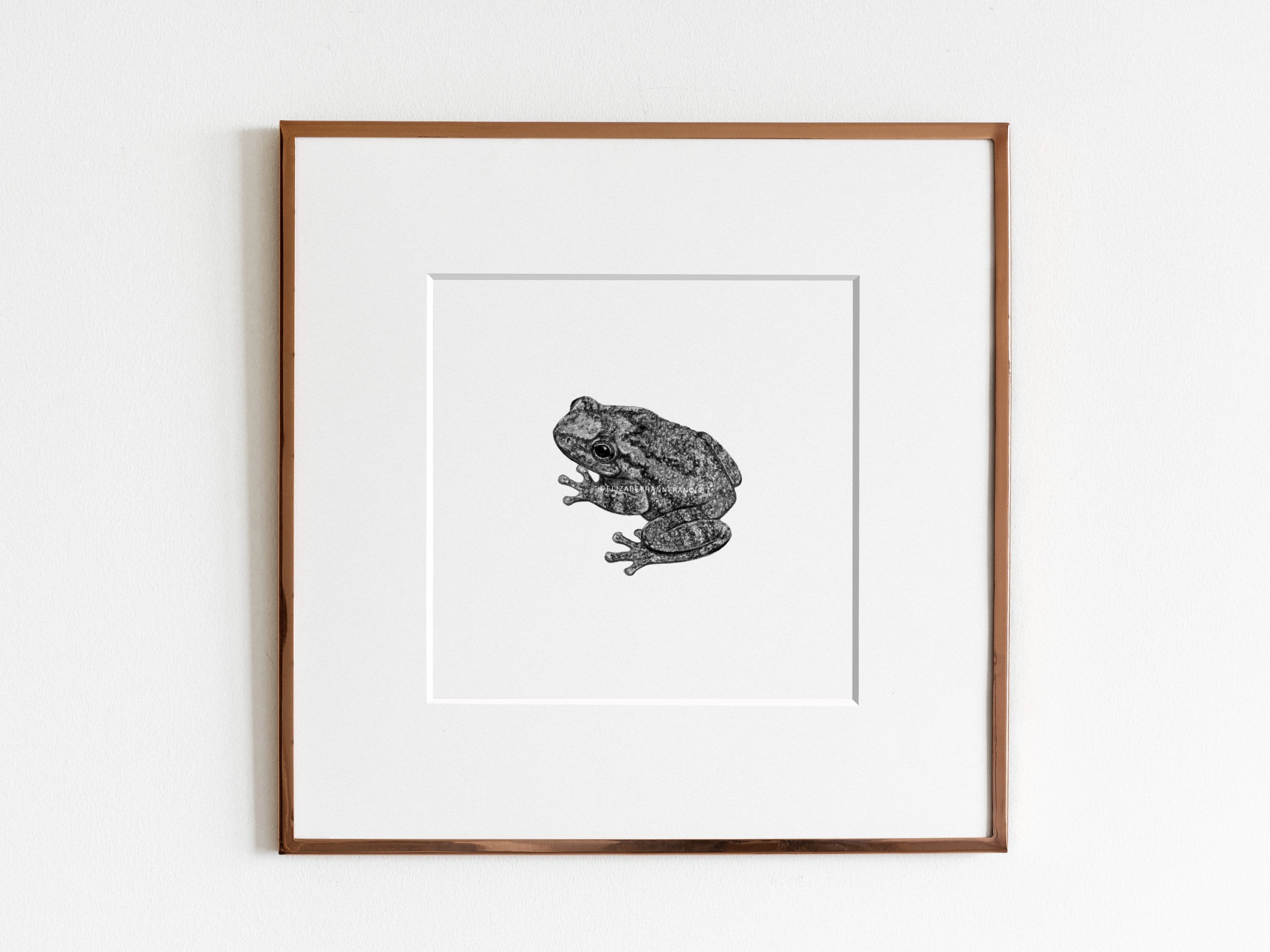 Gray Treefrog hyla Versicolor Art Print 