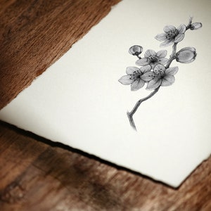 Cherry Blossoms Art Print image 5