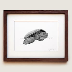 May include: A framed black and white graphite drawing of a turtle head and shell emerging from the ground. The artwork is encased in a dark brown wooden frame with a white mat board. The artist's signature is visible in the bottom right corner.