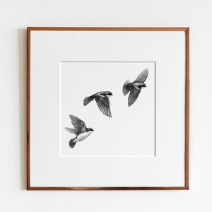 Tree Swallows Tachycineta bicolor Art Print image 1