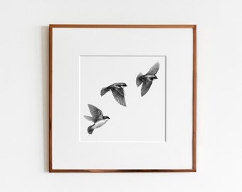 Tree Swallows (Tachycineta bicolor) Art Print