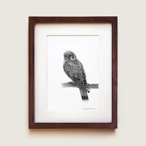 American Kestrel Art Print | Bird Print | Ornithology art | Scientific Illustration | Framed Art Print