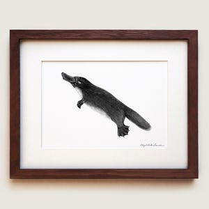 Platypus (Ornithorhynchus anatinus) Art Print | Framed Art Print