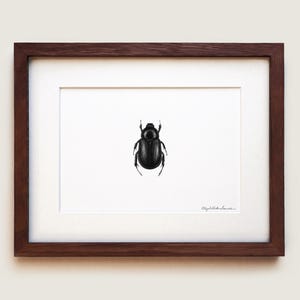 Tomarus Relictus Beetle Art Print | Framed Art Print