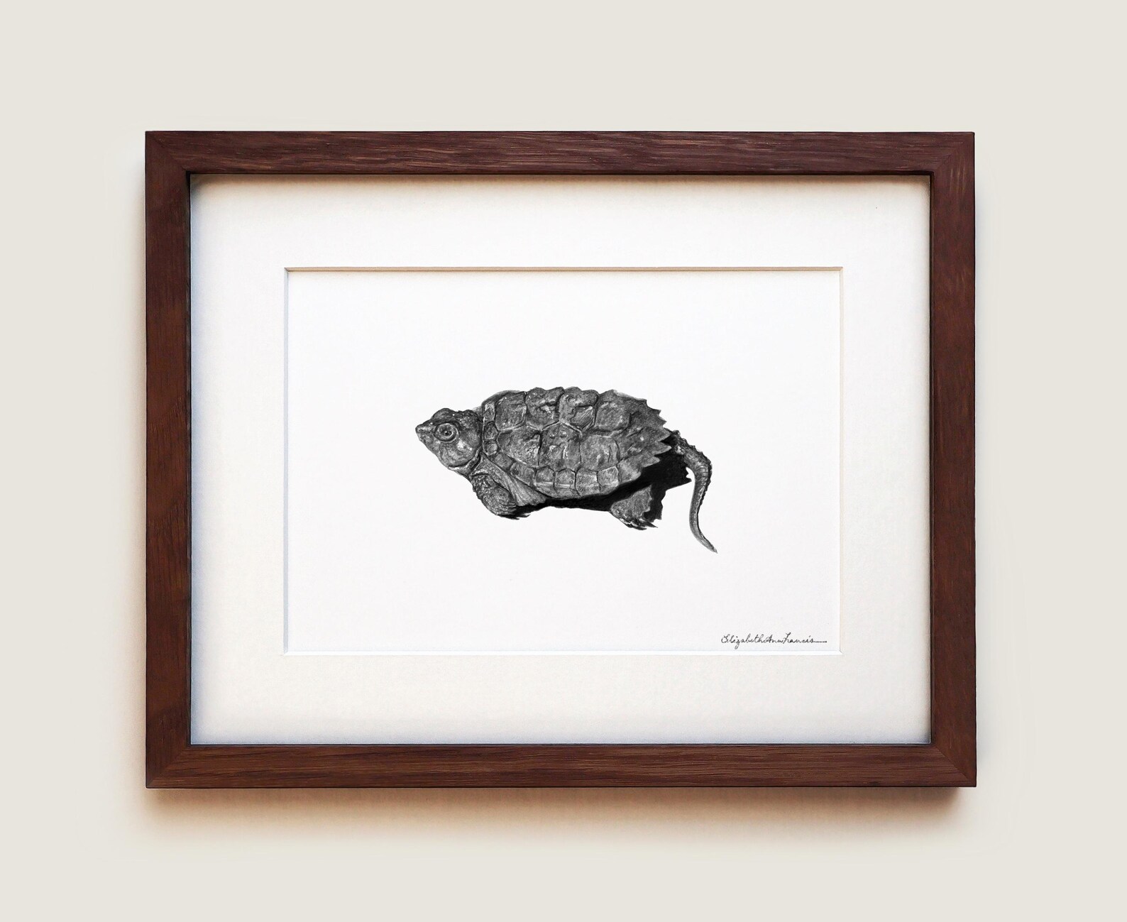 Snapping Turtle Hatchling Art Print: Scientific Illustration, Framed ...