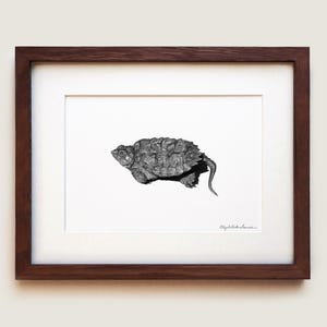 Impressão artística de filhote de tartaruga mordedora | Arte de herpetologia | Impressão artística de répteis | Tartarugas de água doce | Ilustração científica | Impressão artística emoldurada