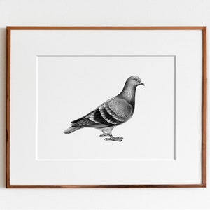 Homing Pigeon Art Print