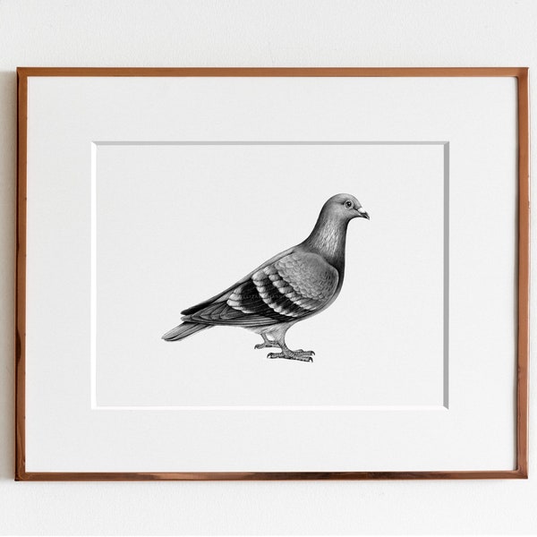 Pigeon voyageur Impression artistique