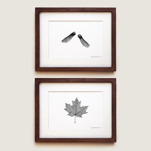 Zuckerahorn (Acer saccharum) Kunstdruck Set | Blumen Print Set | Diptychon Wandkunst | Gerahmter Kunstdruck